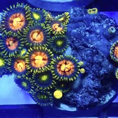 WYSIWYG Zoanthid Frag R7