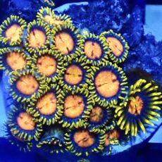 WYSIWYG Zoanthid Frag R9