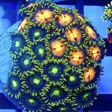 WYSIWYG  Zoanthid Frag R12