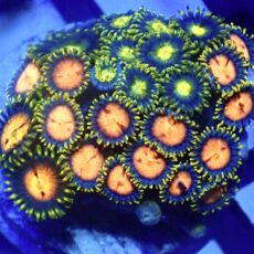 WYSIWYG  Zoanthid Frag R14