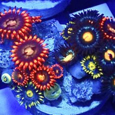 WYSIWYG  Zoanthid Frag R15