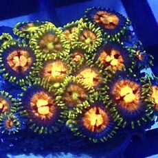 WYSIWYG  Zoanthid Frag R16