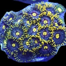 WYSIWYG  Zoanthid Frag R17