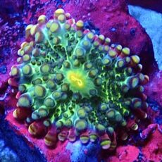 WYSIWYG Rainbow Ricordea Yuma Small A31