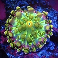 WYSIWYG Rainbow Ricordea Yuma Small A51