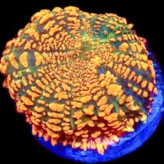 WYSIWYG Ultra Rhodactis Mushroom A12