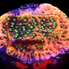 WYSIWYG 11A Tropic Thunder Montipora Frag