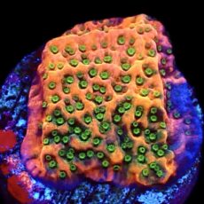 WYSIWYG 11C Tropic Thunder Montipora Frag