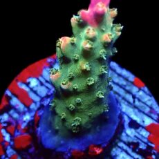 WYSIWYG 22G Rainbow Paletta Acropora