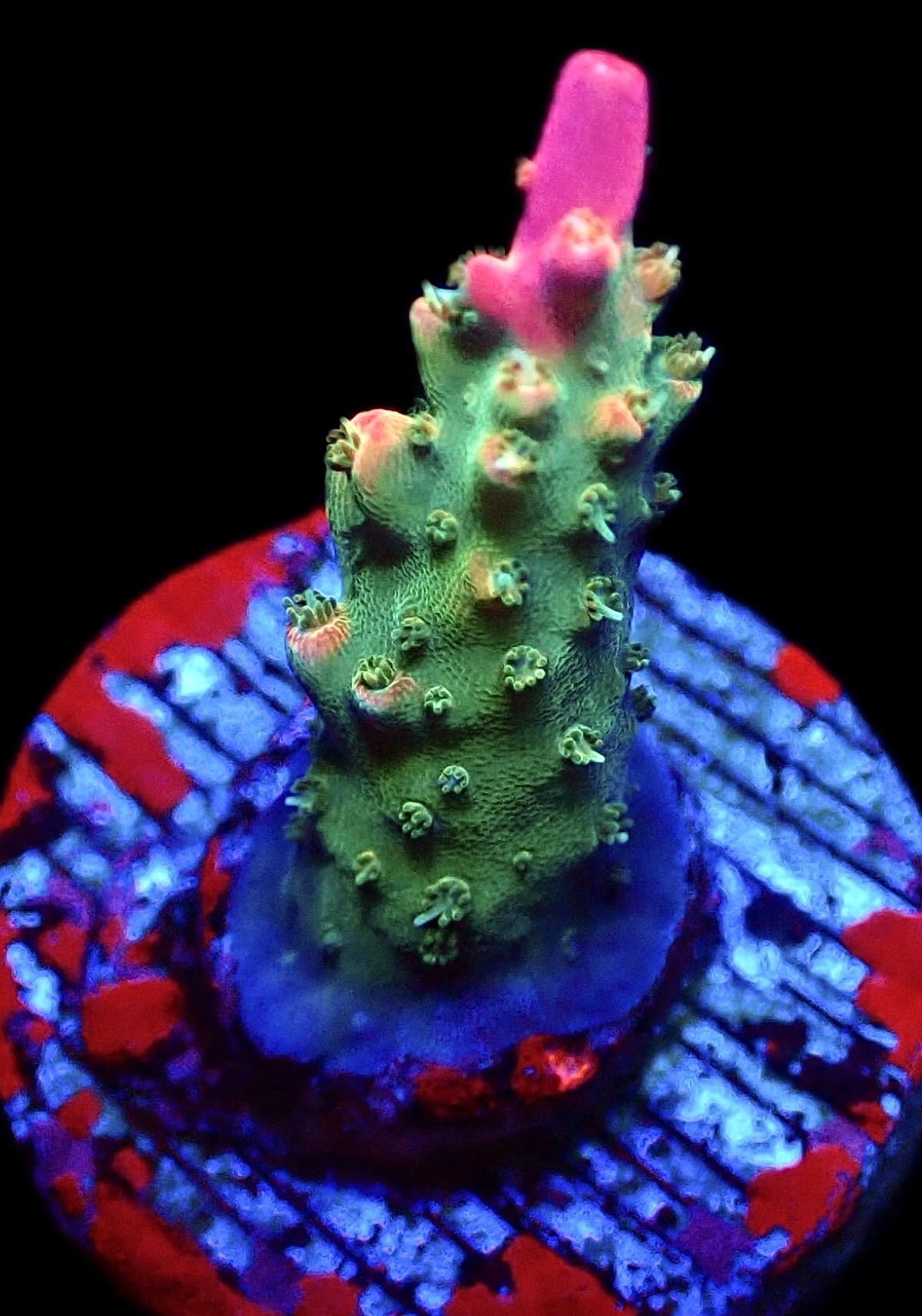 WYSIWYG 22G Rainbow Paletta Acropora