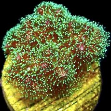 WYSIWYG 17C Sparkling Tinsel Pocillopora