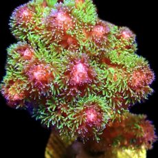 WYSIWYG 23i Amethyst Gem Pocillopora Frag Large