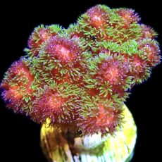 WYSIWYG M15 Amethyst Gem Pocillopora Frag Large