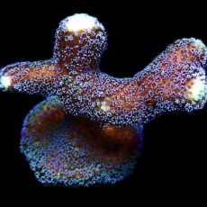 WYSIWYG 10K Purple Stylophora Milka Extra Large