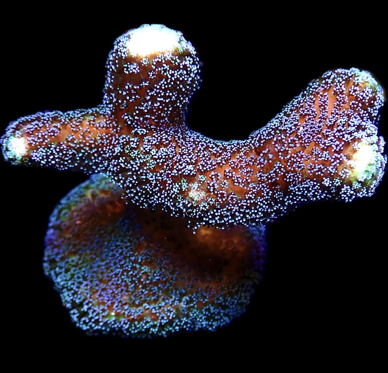 WYSIWYG 10K Purple Stylophora Milka Extra Large