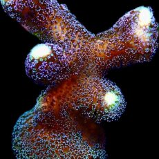 WYSIWYG 14K Purple Stylophora Milka Colony