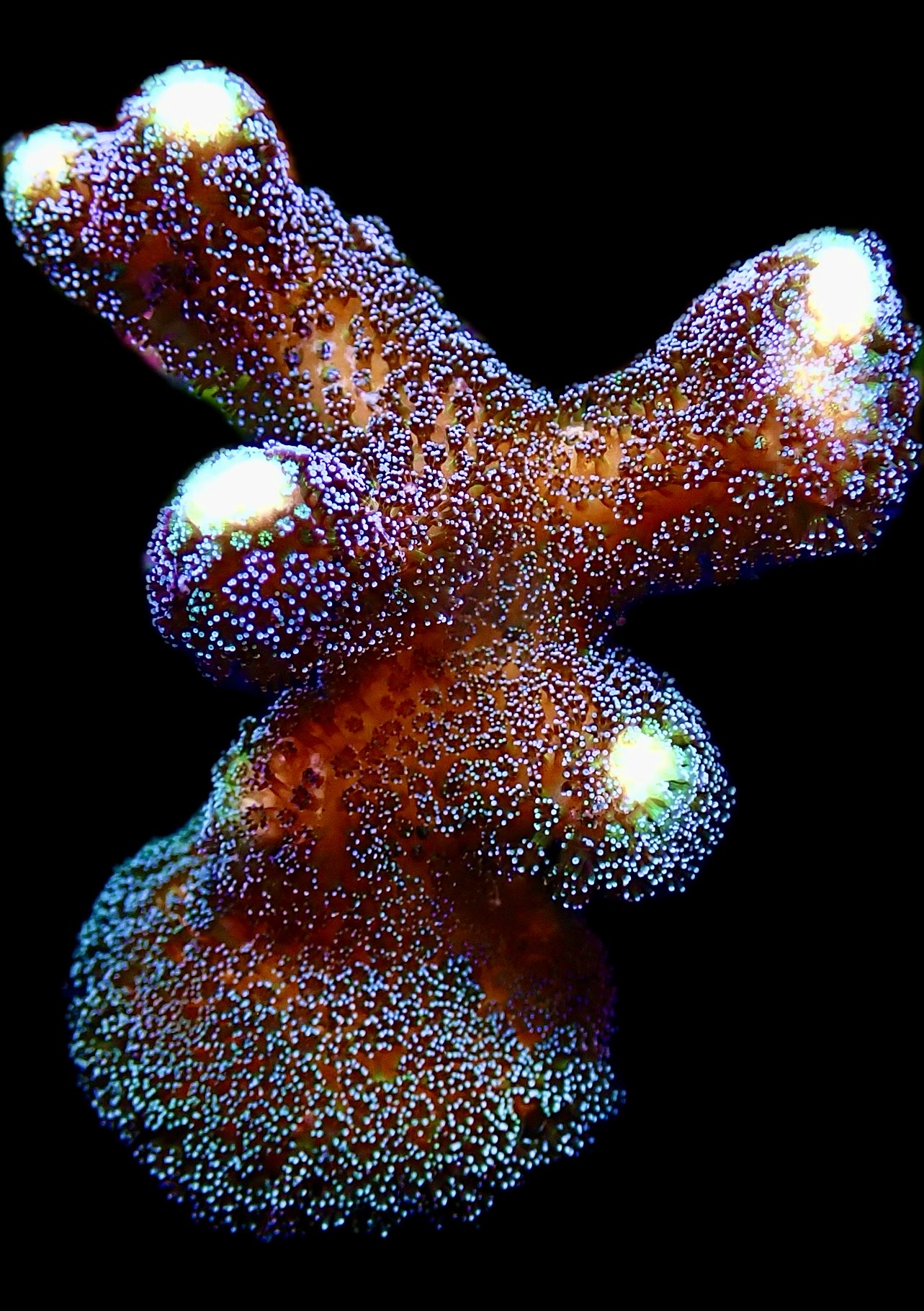 WYSIWYG 14K Purple Stylophora Milka Colony