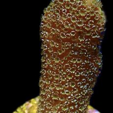 WYSIWYG M24 Lemon/Lime Montipora Digitata