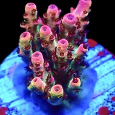 WYSIWYG 25E Bill Murray Acropora Frag