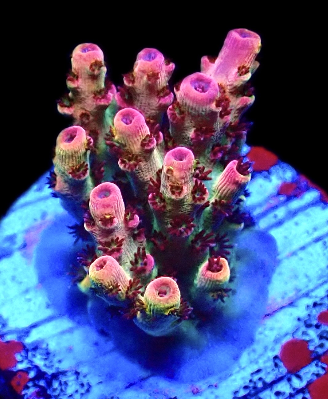 WYSIWYG 25E Bill Murray Acropora Frag