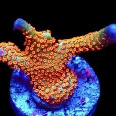 WYSIWYG 18J Bubblegum Montipora