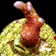 WYSIWYG 19C Bubblegum Montipora