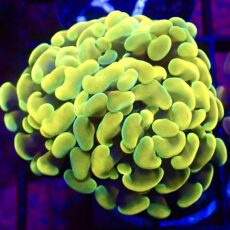WYSIWYG Gold / Lime Hologram Branching Hammer 56