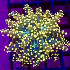 WYSIWYG Lime Based Orange Frogspawn Single 17