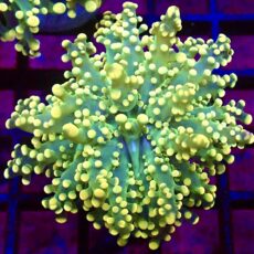 WYSIWYG Tropical Frogspawn Single 42