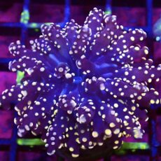 WYSIWYG Rose Gold Branching Frogspawn 18
