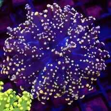 WYSIWYG Rose Gold Branching Frogspawn 23