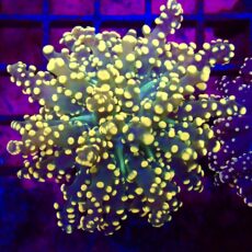 WYSIWYG Lime Based Orange Frogspawn Single 58