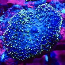 WYSIWYG Purple/Green Frilly Mushroom A62