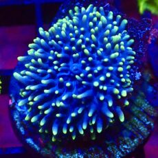 WYSIWYG Purple/Green Frilly Mushroom A63