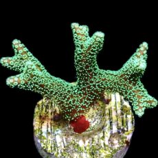 WYSIWYG 22B Fibre Optic Seriatopora Frag