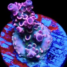 WYSIWYG 21G Parma Violet Acropora Tenius