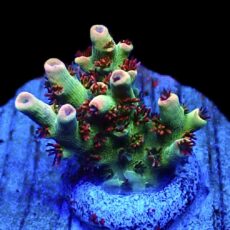 WYSIWYG 24G Dragon's Breath Acropora Frag