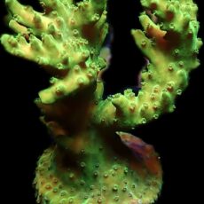 WYSIWYG 27C Green Slimer Acropora Frag