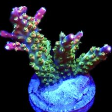 WYSIWYG 16H Galactica Acropora Extra Large