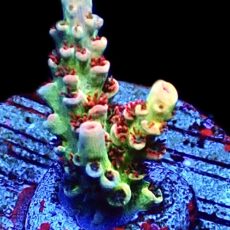 WYSIWYG 25F Dragon's Breath Acropora Frag
