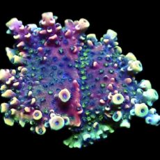 WYSIWYG 25F Pink Cadillac Acropora XL
