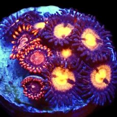 WYSIWYG 18K  Zoanthid Frag