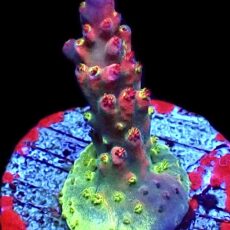 WYSIWYG 25C Acropora Frag