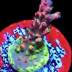WYSIWYG 17E Acropora Frag
