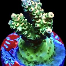 WYSIWYG 15G Tropicana Acropora Frag