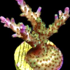 WYSIWYG 17G Pearlberry Acropora Frag