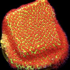 WYSIWYG 22A Grinchy Porites Frag
