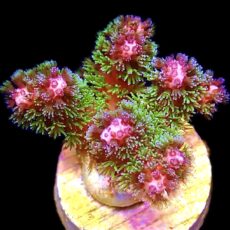 WYSIWYG 9C Amethyst Gem Pocillopora Frag