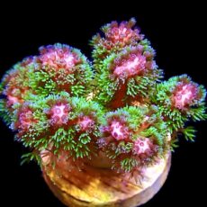 WYSIWYG 7B Amethyst Gem Pocillopora Frag