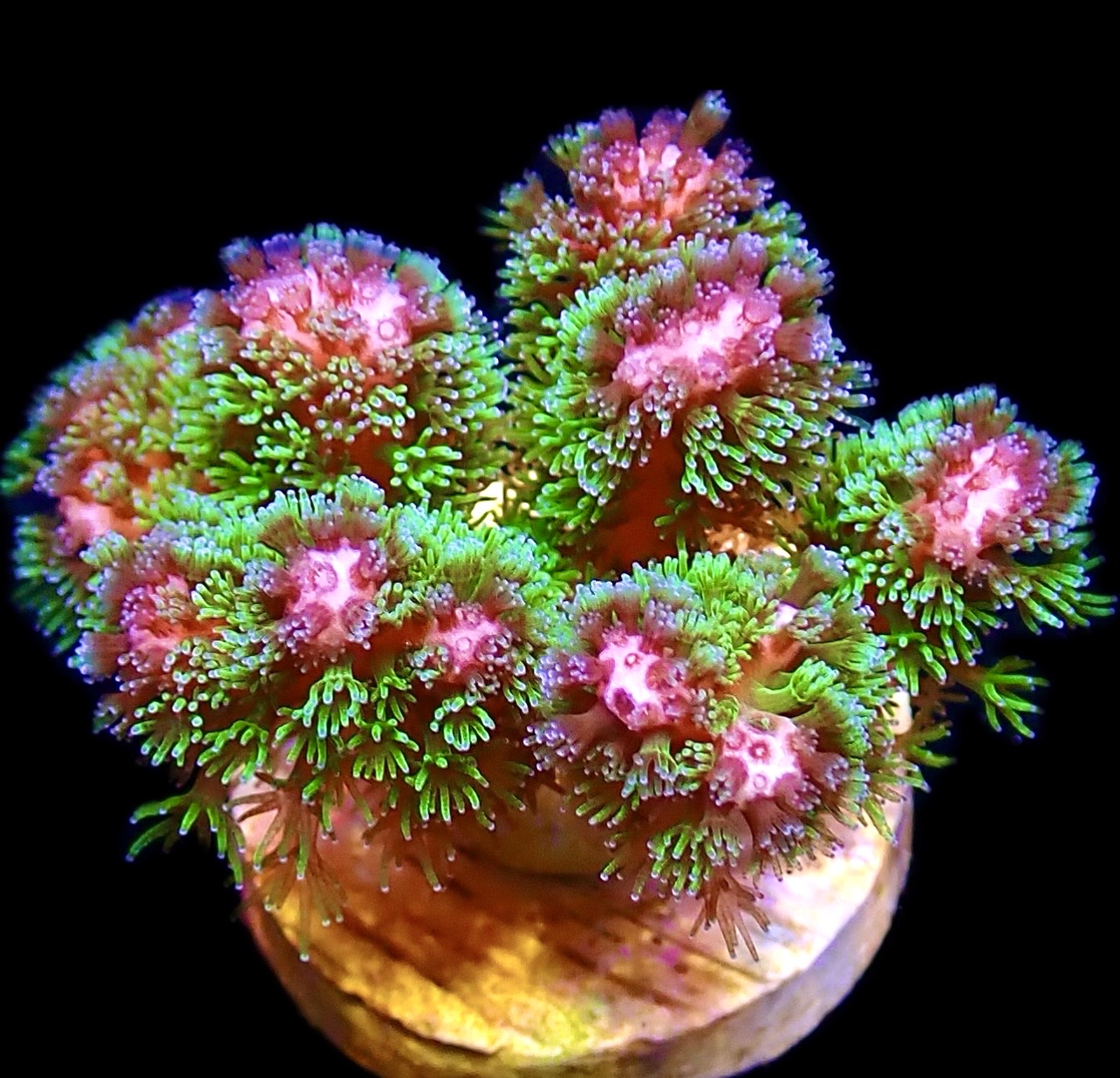 WYSIWYG 7B Amethyst Gem Pocillopora Frag